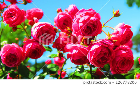 粉紅玫瑰盛開的風景 粉紅玫瑰盛開的風景 120778206
