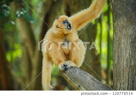 common gibbon or white-handed gibbon on tree common gibbon or white-handed gibbon on tree 120778514