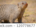 Banded mongoose in the Etosha National Park in Namibia, Africa. 120778677