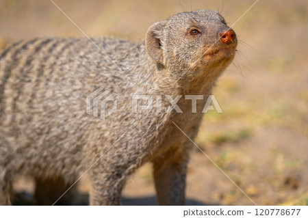 Banded mongoose in the Etosha National Park in Namibia, Africa. 120778677