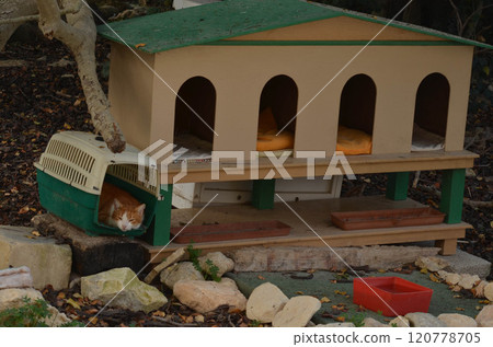 Cozy Outdoor Cat Shelter with Multiple Beds for Feral or Stray Cats Cozy Outdoor Cat Shelter with Multiple Beds for Feral or Stray Cats 120778705