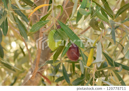 Olive Tree with Green and Black Olives Understanding Olive Growth 120778711