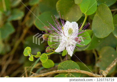 Exotic Caper Flower in Full Bloom Mediterranean Flora at Its Best 120778719