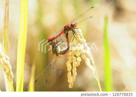 A mating summer robin resting on an ear of rice 120778835