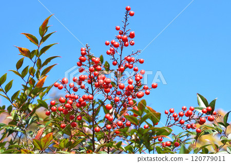 Nandina (Nandina) 120779011