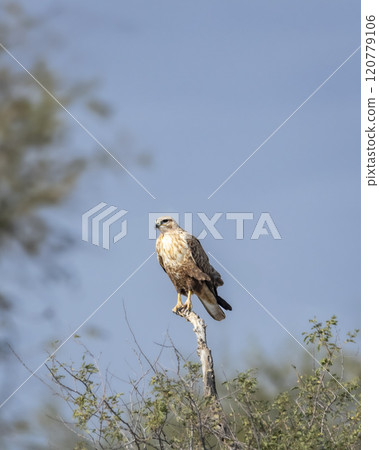 Long legged buzzard or Buteo rufinus closeup perched on top of the tree tree during winter migration at desert national park jaisalmer rajasthan india asia Long legged buzzard or Buteo rufinus closeup perched on top of the tree tree during winter migration at desert national park jaisalmer rajasthan india asia 120779106
