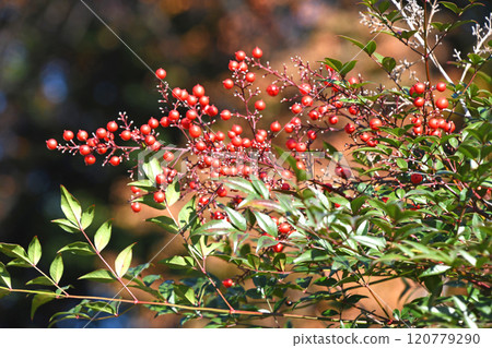 Nandina (Nandina) Nandina (Nandina) 120779290