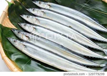 Raw saury 120779299