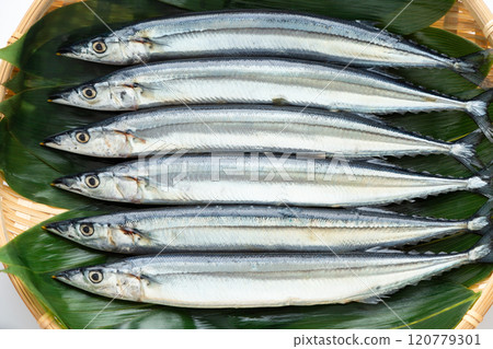 生秋刀魚 生秋刀魚 120779301