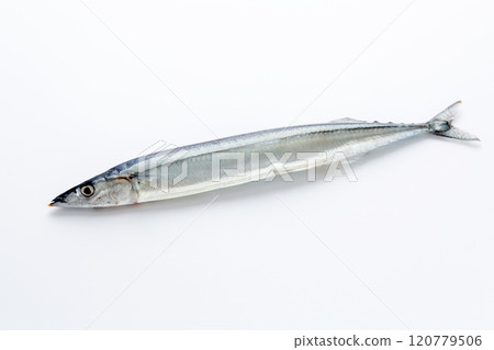 生秋刀魚 120779506