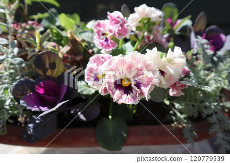 一系列可愛的褶邊中提琴 120779539