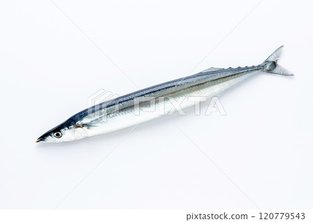 Raw saury 120779543