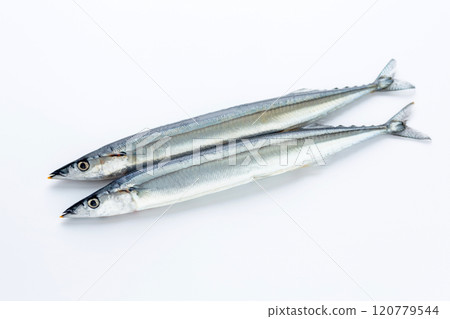 Raw saury 120779544