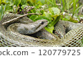 A coiled Japanese rat snake 120779725