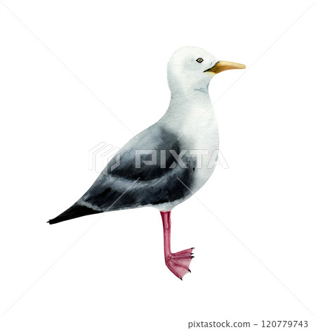 Seagull bird. Nice watercolor lesser black-backed gull, hand drawn illustration isolated on background. For designers, postcards, greetings, birthday, calendar, wallpapers, wrapping paper and baby Seagull bird. Nice watercolor lesser black-backed gull, hand drawn illustration isolated on background. For designers, postcards, greetings, birthday, calendar, wallpapers, wrapping paper and baby 120779743