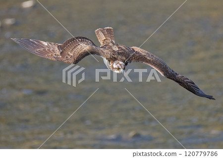 A young osprey swoops down after spotting prey 120779786