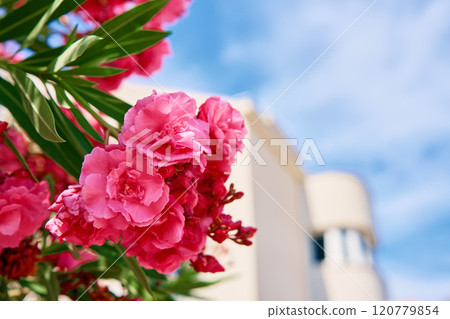 Bright pink flowers blooming with green leaves against blurred backdrop of modern architecture and blue sky 120779854