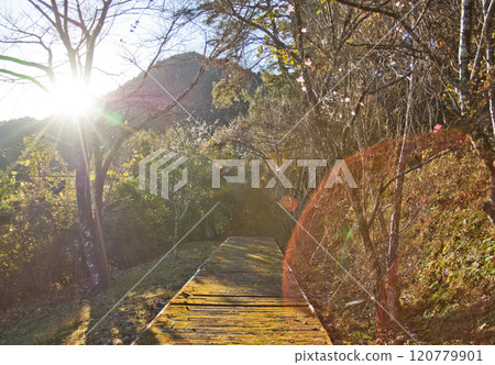 閃耀在白峰公園森林中的茜草色夕陽 閃耀在白峰公園森林中的茜草色夕陽 120779901