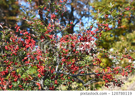 Pyracantha fruit 120780119