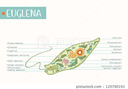 Protist cell anatomy. Euglenid body plan. Euglena microorganism structure outline diagram. Labeled educational scheme flat vector illustration. Protist cell anatomy. Euglenid body plan. Euglena microorganism structure outline diagram. Labeled educational scheme flat vector illustration. 120780191