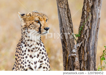 Cheetah resting near a tree in the Serengeti wildlife landscape Cheetah resting near a tree in the Serengeti wildlife landscape 120780452