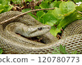A rat snake that winds a tongue 120780773