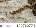 A Japanese rat snake approaching the snow 120780774