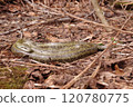 A Japanese rat snake sunbathing after hibernation 120780775