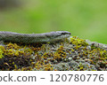 A Japanese rat snake moving along a stone wall 120780776
