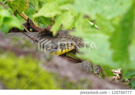 A habu snake with strong eyes 120780777