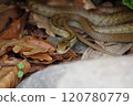A Japanese striped snake hiding in a gap in a stone wall 120780779