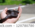 Blackened Japanese striped snake before shedding 120780780