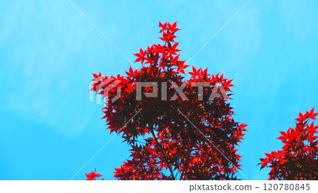 巨楓（正城村）和藍天的風景 120780845
