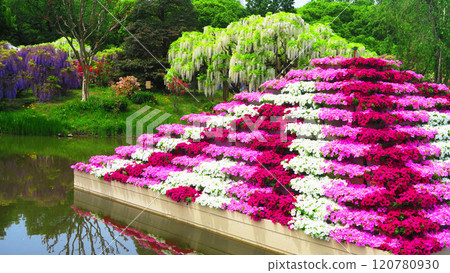 Scenery in Ashikaga Flower Park Scenery in Ashikaga Flower Park 120780930