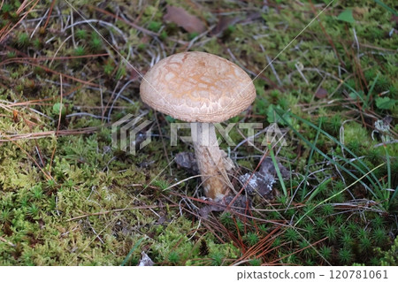 Landscape with mushrooms growing on mossy ground Landscape with mushrooms growing on mossy ground 120781061