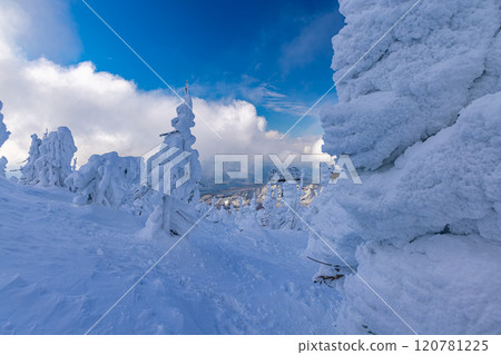 Rime trees of Zao, Yamagata Prefecture 120781225