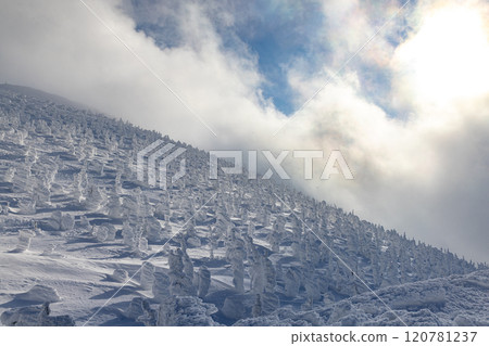 Rime trees of Zao, Yamagata Prefecture Rime trees of Zao, Yamagata Prefecture 120781237