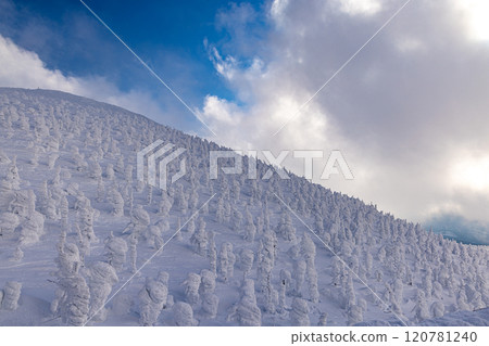 Rime trees of Zao, Yamagata Prefecture Rime trees of Zao, Yamagata Prefecture 120781240