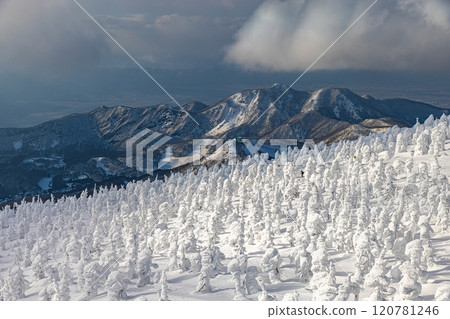 Rime trees of Zao, Yamagata Prefecture 120781246