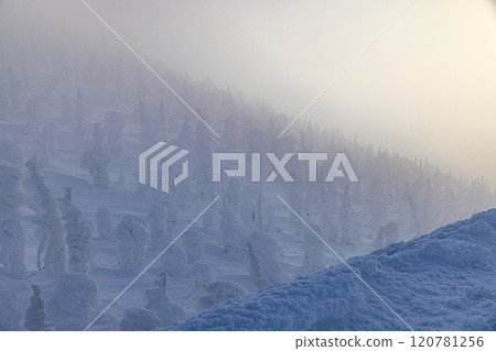 Rime trees of Zao, Yamagata Prefecture Rime trees of Zao, Yamagata Prefecture 120781256