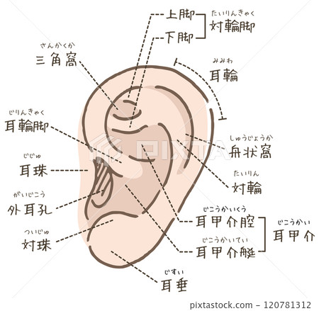 耳朵圖（附名字） 120781312