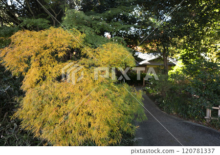 東京都庭園美術館花園內的茶室 120781337
