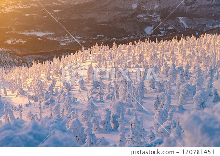 Rime trees of Zao, Yamagata Prefecture 120781451