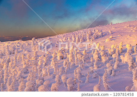 Rime trees of Zao, Yamagata Prefecture Rime trees of Zao, Yamagata Prefecture 120781458