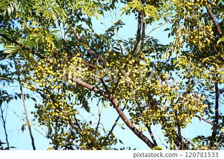 December, a China tree laden with pale green China pods 120781533