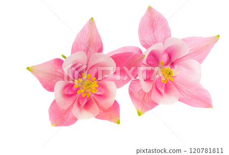 pink columbine flower isolated 120781811