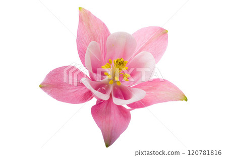 pink columbine flower isolated 120781816