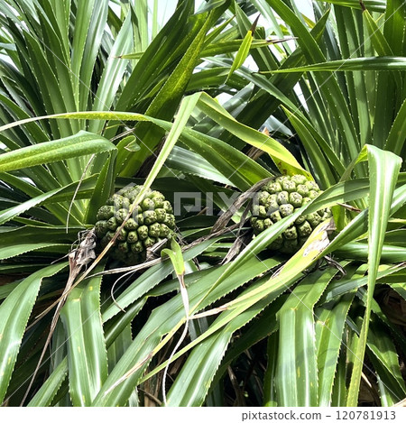 宮古島看到的露兜樹果實 120781913