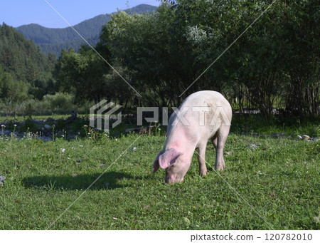 A pig grazes in a meadow among grass and flowers in the Altai Mountains A pig grazes in a meadow among grass and flowers in the Altai Mountains 120782010