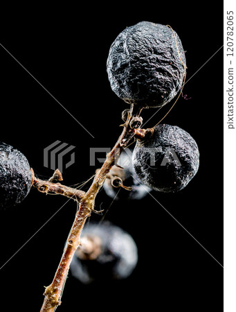 Black Berries on a Branch on black background 120782065
